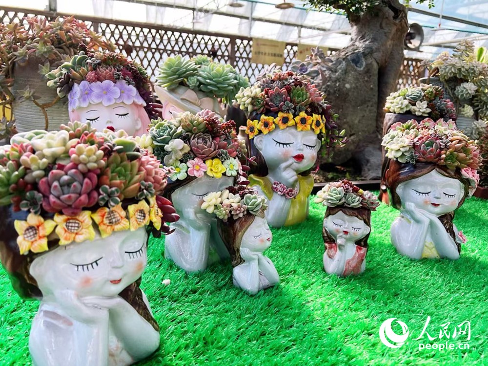 富有藝術(shù)造型的多肉盆栽惹人愛。人民網(wǎng)記者 鐘巧花攝