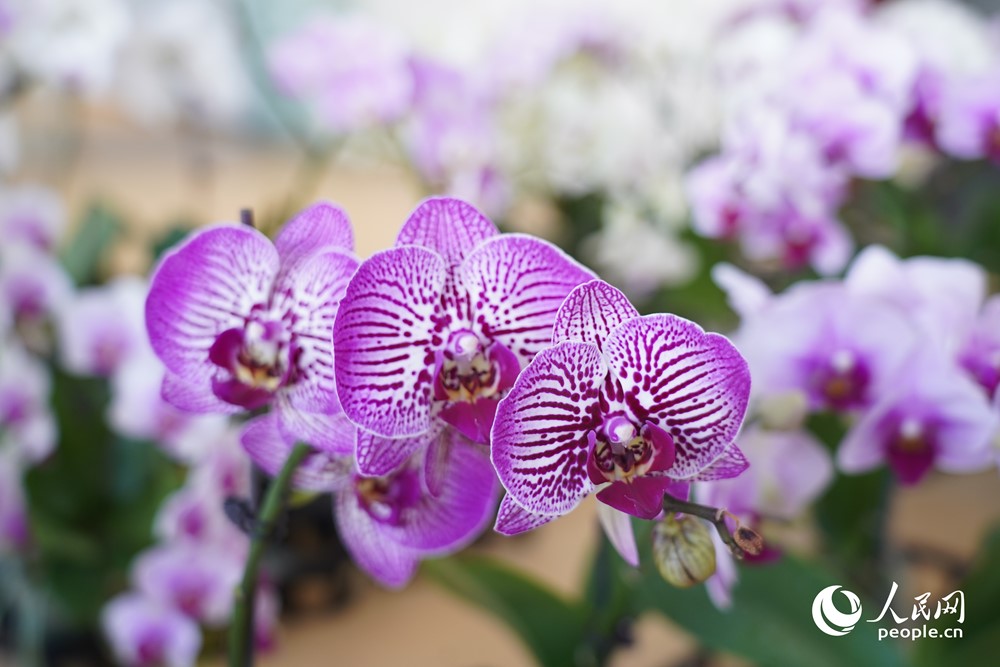 種植蝴蝶蘭助推庭院經(jīng)濟(jì)發(fā)展。人民網(wǎng)記者 蘭志飛攝